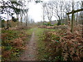 Bridleway in Finche's Wood in RH13 6LG