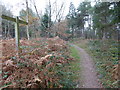 Bridleway going northwards in Finche's Wood in RH13 6LG