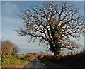 Isolated tree on Longforward Lane in TA19 9EG