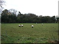 Grazing near Withybrook Lane in CV7 9HY