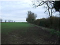 Young crop field and hedgerow in LE17 5EL