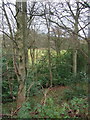 Woodland near Oak Beck in HG3 2XR