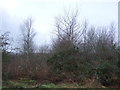Woodland beside High Moor Road in LS17 0AE