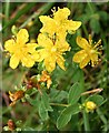 St John's Wort in DD9 6RW