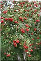 Rowan Berries (Sorbus aucuparia) in DD9 6RW