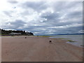 Dogs on the beach at Nairn in IV12 4HE