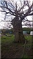 Venerable Tree at Cofton Richards Farm in B45 8FS