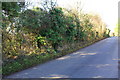 Hedgerow beside road from Burford to Taynton near Tadpole Farm in OX18 4LS