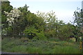Trees by the line, Ham Street in TN26 2NP