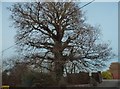 Large tree at the entrance to Coombers Farm in Capel, Leigh, Newdigate & Charlwood Ward