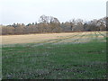 Looking east across field in RH13 8JP