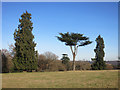 Evergreens in Henley Park in RG9 6HX