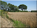 Corner of a wheat field  next to Honeypot Wood in NR19 2RE