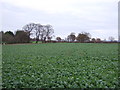 Crop field east of Little Heath Road, Christleton in CH3 7BP