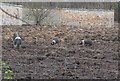 Pigs at Gosford Estate in EH32 0BF