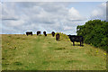 Cows on Little Solsbury Hill in BA1 8EL