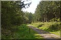 Forest road, Wapley Hill in HR6 9LH