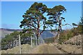 Pines by the track above Croftmoraig in PH15 2EY