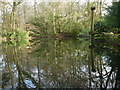 Lake at Wayford Woods in TA18 8PY