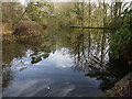 Lake in Wayford Woods in TA18 8QJ