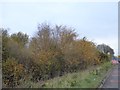 Thicket with winter colour by A38 near Berkeley Road in GL13 9HE