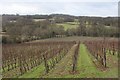 Vineyard near Sandhurst Cross in TN18 5NT