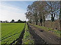 Winter wheat and hedgerow trees in CB21 5BW