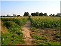 Footpath through the Maize in PO18 8AN