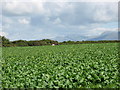 A field of beet in LL61 6LQ