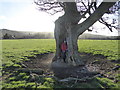 Oak tree with a split in SY16 4EJ