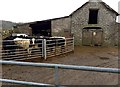 Cattle at Cross Barn in Bro Morgannwg - the Vale of Glamorgan