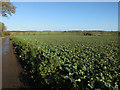 Bridleway by oilseed rape field in Eastern English Region