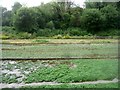Watercress beds near Borough Farm in SO24 0QS