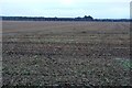A wide stretch of stubble by West Water in DD9 7TZ
