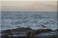 Oystercatcher (Haemotopus ostraegus), Bleaching Rocks, Gullane Bay in EH31 2BH