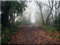 Green Lane on a foggy day in NR10 3ED
