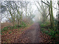 Foggy day on Green Lane in NR10 3ED