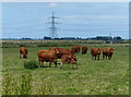Cattle near Boyce Fen Farm in PE14 8PP