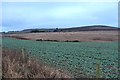 Winter crops at Kilgarie in DD9 7QP