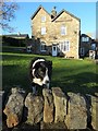Border collie at Totley Bents (II) in S17 3AR