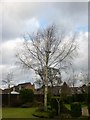 Silver Birch Tree - Midday on Christmas Day 2016 in PE13 4AS