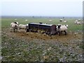 Sheep and hayrack at Sandbank Farm in PE13 4SH