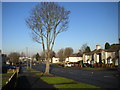 Bare tree on Kempthorne Avenue, Bushbury Hill estate in WV10 9UG