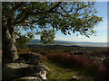 Footpath on the south west side of Moel y Gest in Porthmadog Community
