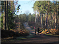 Straight path in Delamere Forest in WA6 6NW