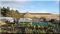 Allotment gardens near to Lintz in NE16 6LH
