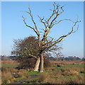 2 trees at Carlton Marshes in Carlton Colville