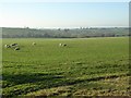 View across farmland to Eckington in WR10 3DL