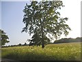 Tree by Burnthouse Lane, Burghfield in RG30 3RR