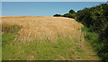 Barley near Pincombe Corner in EX36 4DX